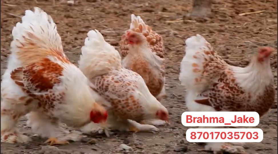 Брама Белое Золото