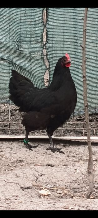 Ouă austrolop pentru incubat