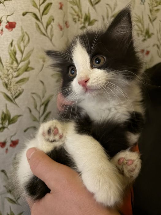 Продаются котята
