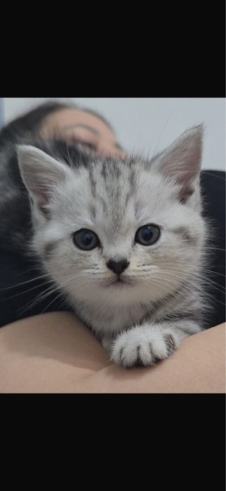 Продаётся Шотладская кошечка