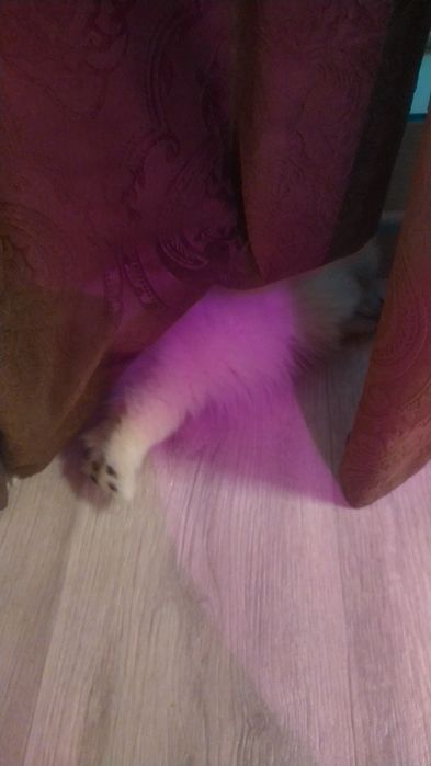 Продам щенка шпица