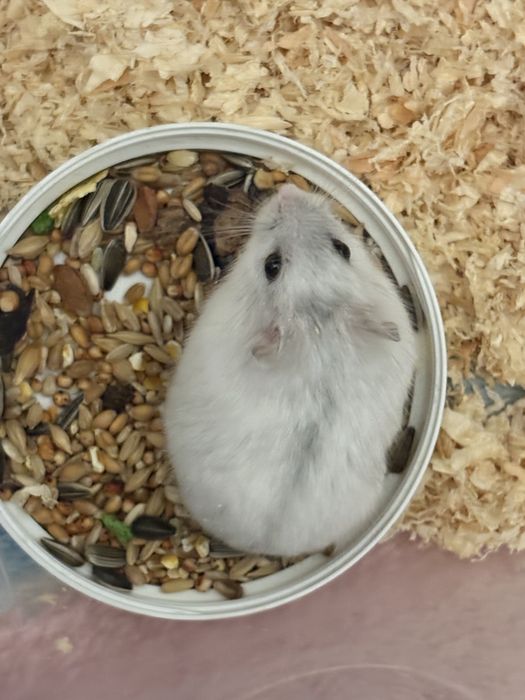 Hamster pitic alb femela