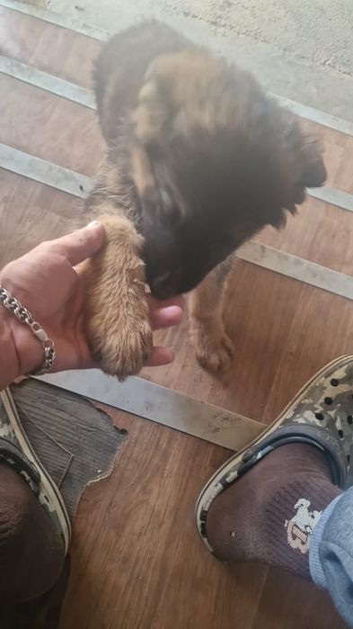 Немецкая овчарка