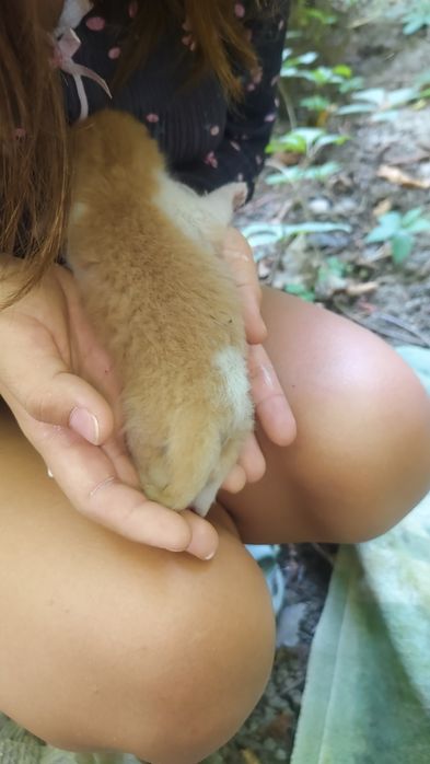 Отдадим котенка ,
