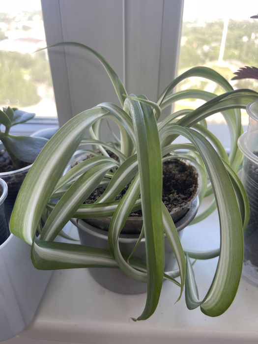 Хлорофитум, колеус