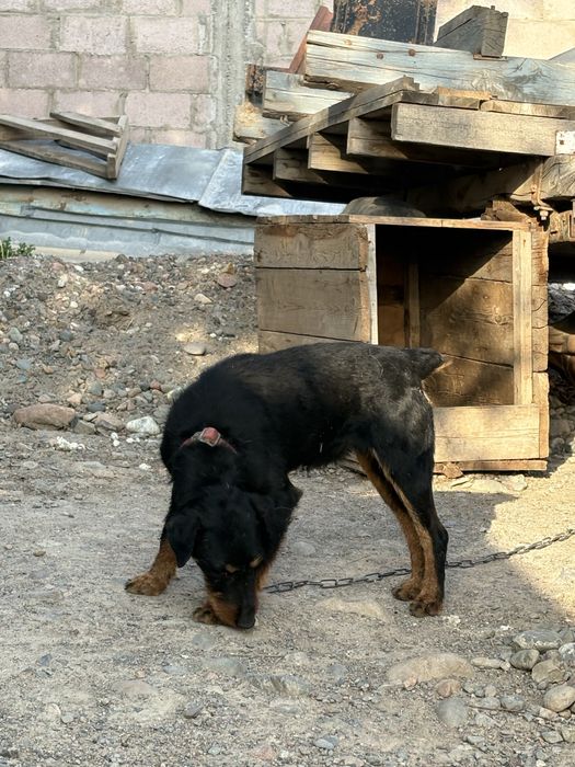 Продаётся ягдтерьер вариант есть на лайку