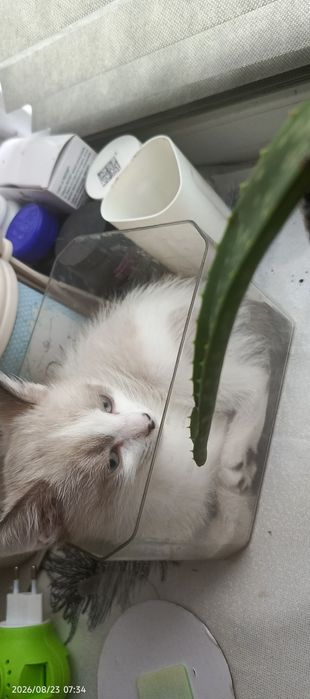 Отдам котёнка в хорошие руки