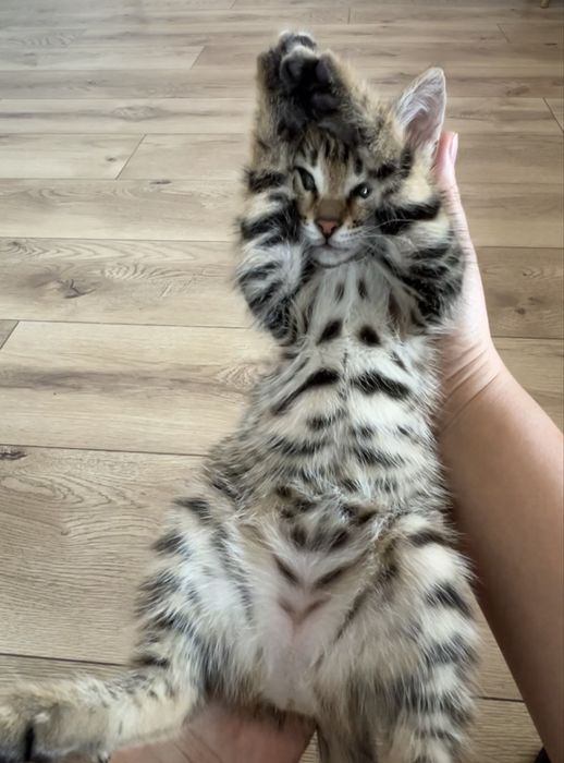 Отдам красивого котенка