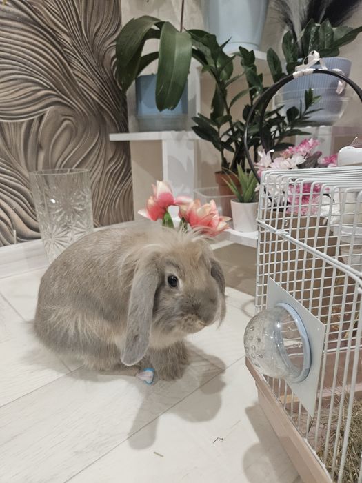Продам декоративного кролика