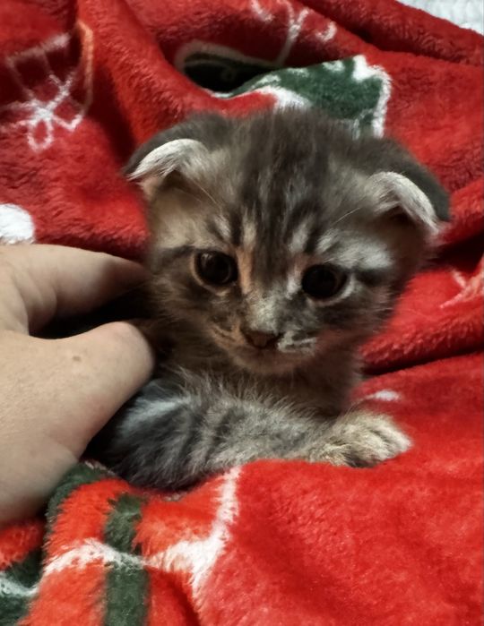 Котята пушистики