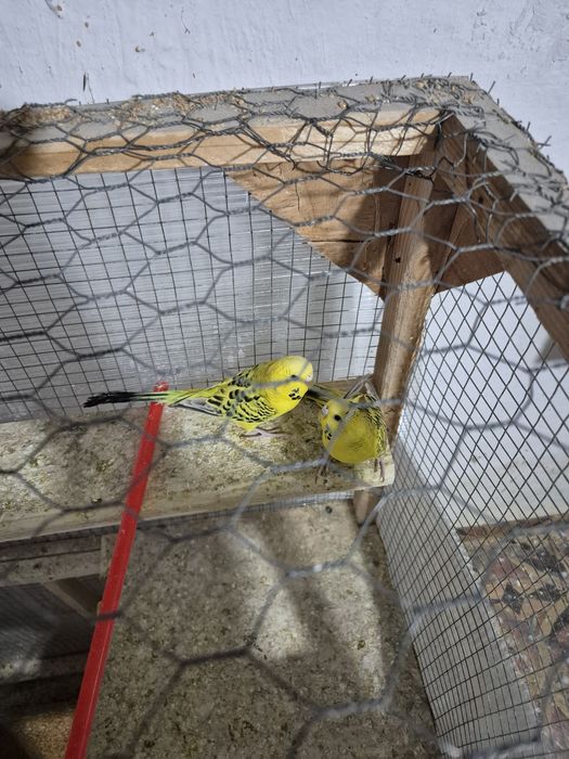 Vând papagali texani