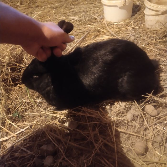 Кара еркек коныр ургашы