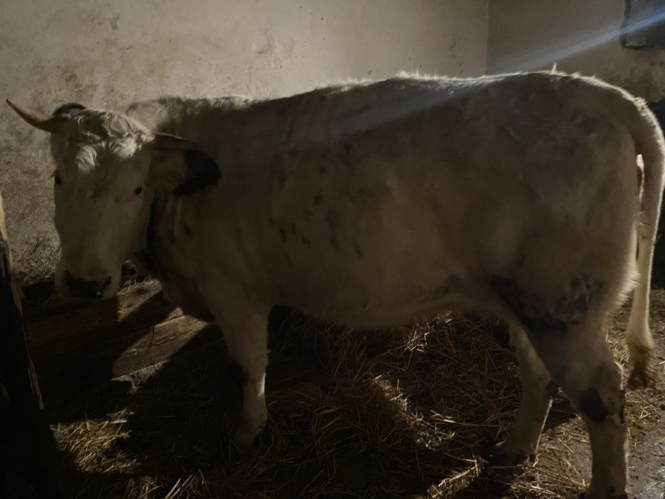 Vand jurinca belgian   Mama hostin de 2 ani gestanta in 7 luni  vitel