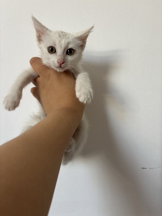 Котенок в ДОБРЫЕ руки!!!
