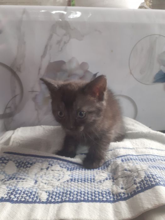 Срочно отдам котят.