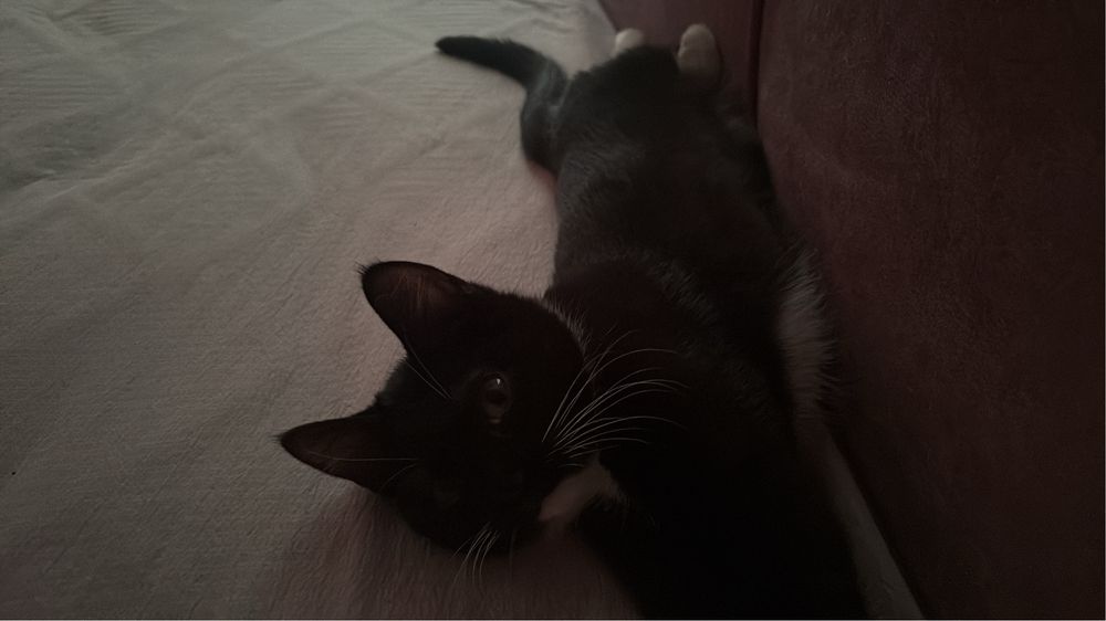Котенок девочка