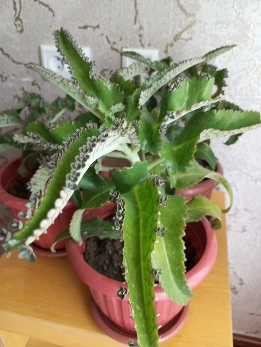 Шикарный красивый каланхоэ