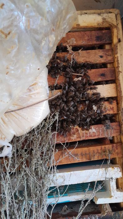 Пчёлы, пчелопакеты