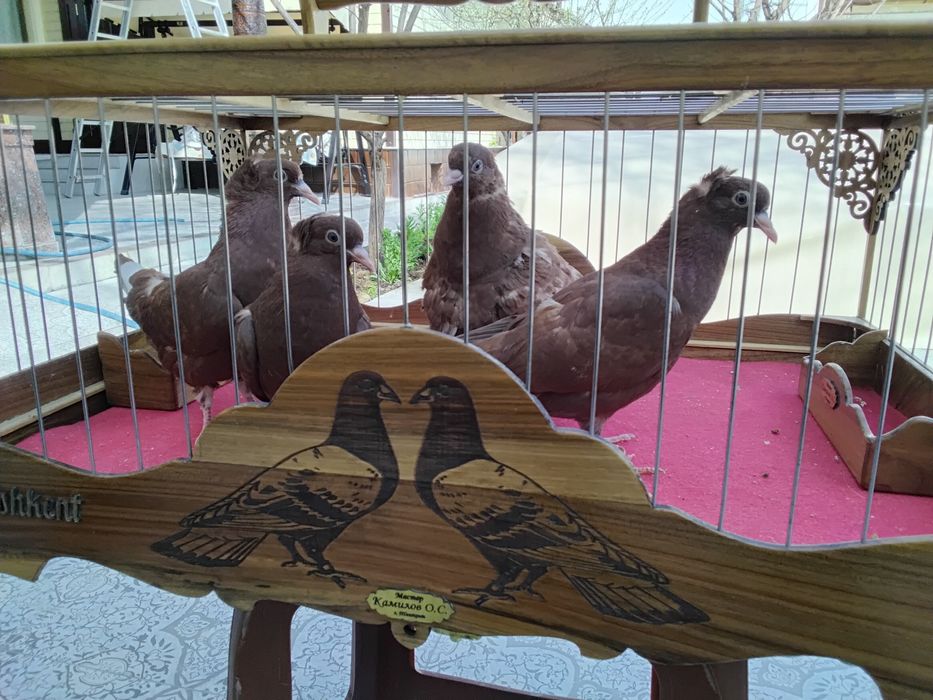 Кабутарлар голуби