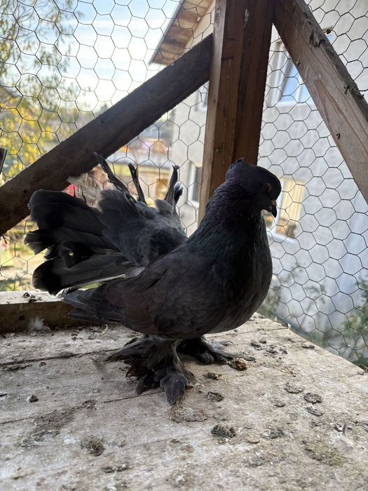 Vand porumbei rasa voltat indian