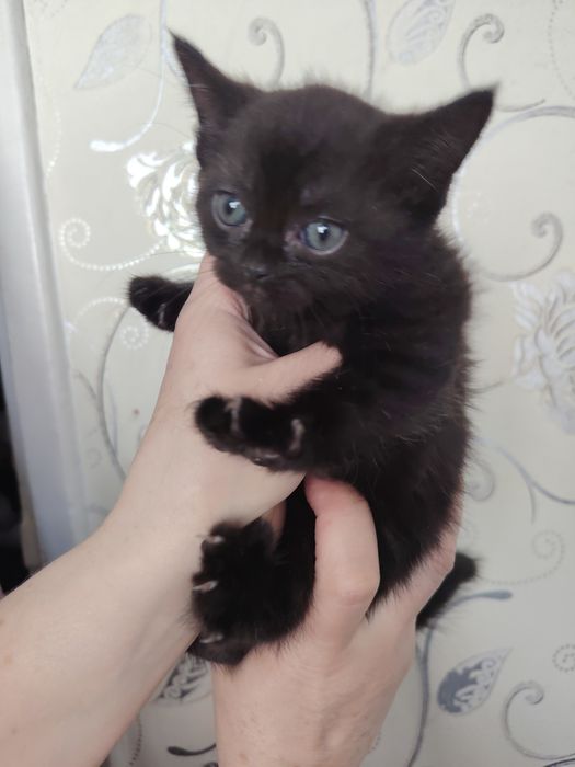 Продаются котята, шотландцы