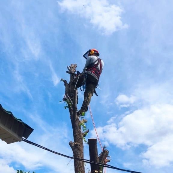 Спилить дерево , обрезка