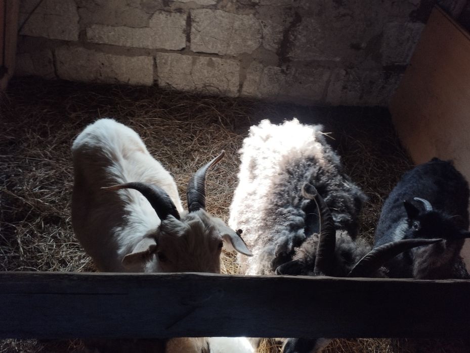 Продам коз 5 голов