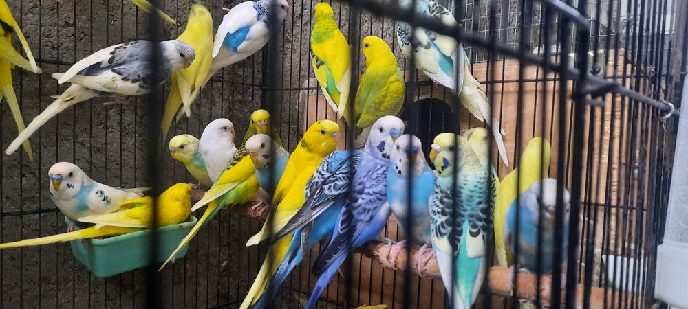 Канарейка 15.000тг