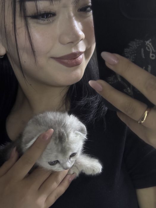 Шотландская кошечка
