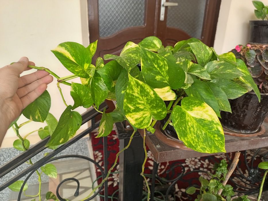 Money Plant, Golden Pothos, Scindapsus, Epipremnum Aureum,Pul guli.