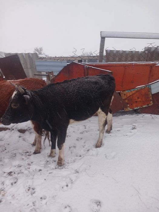 Кашар сатылады кара