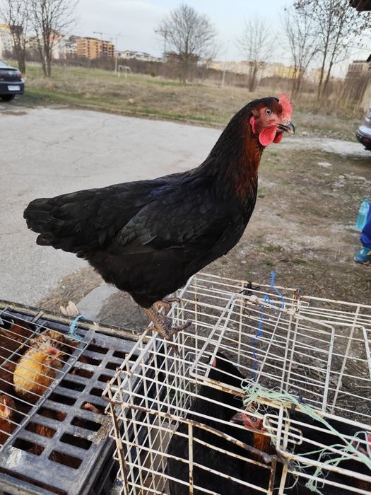 Ярки,Патки,Домашни кокошки,,Петли,Пилета кръстоска .