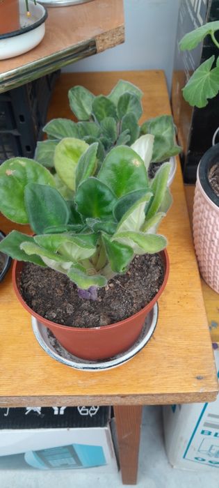 Комнатные цветочки