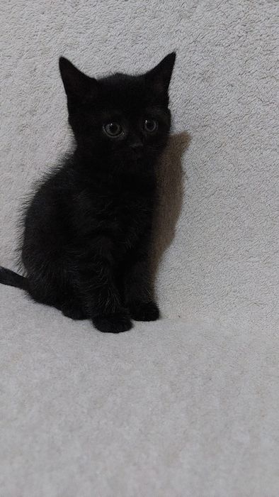 Отдам котят британцев