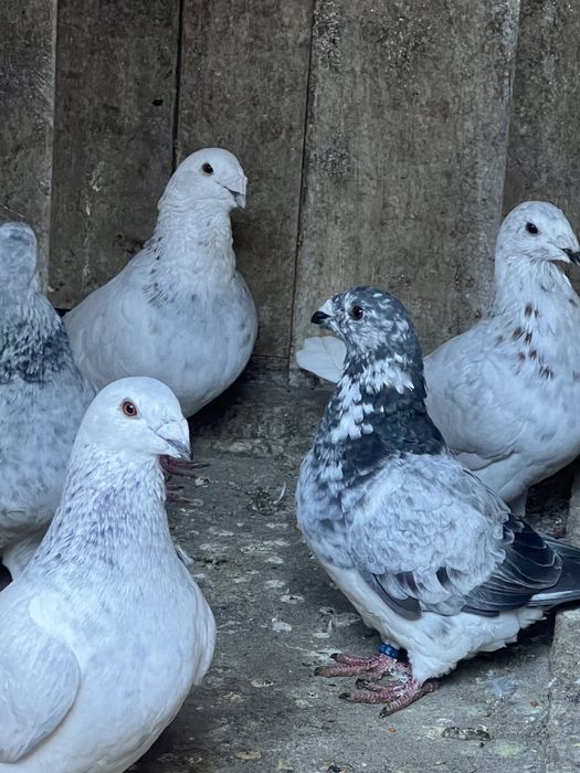 Porumbei Voiajori standard .