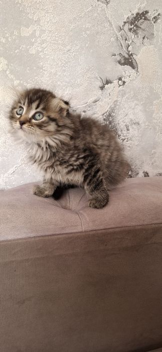 Девочка хайленд фолд