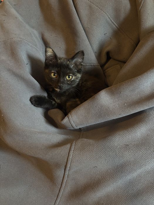Котенок в добрые руки