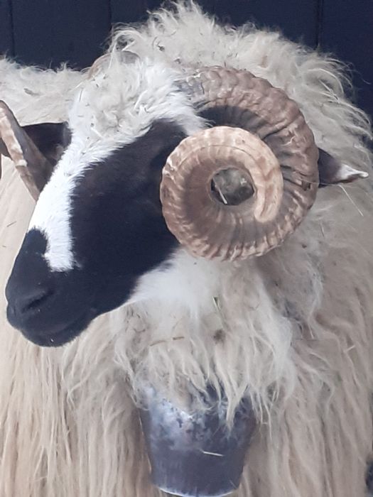 Vând Berbec Breaz 2 ani