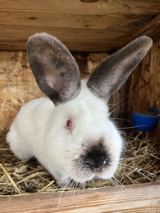 Iepuri rasa Californian !