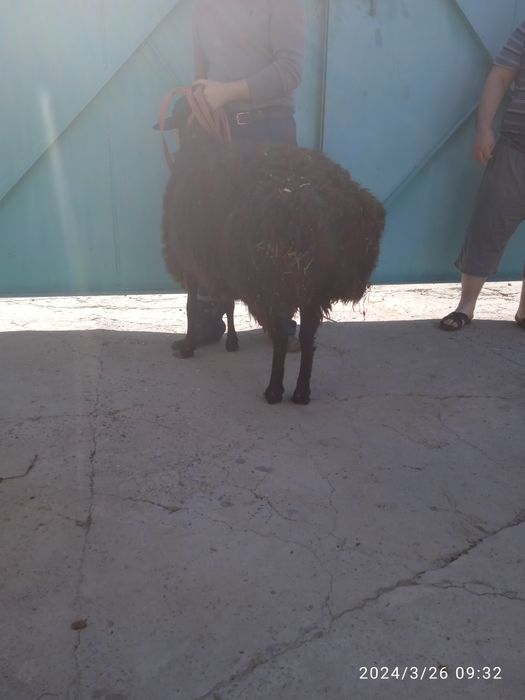 Продам кочкара 1год