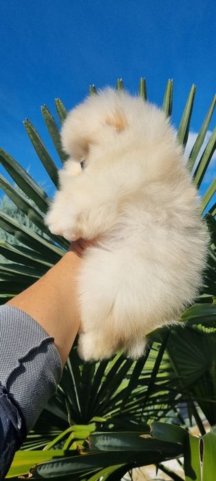 Померан померанче