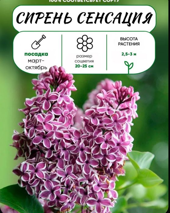 Продам саженцы сирени привизеные с России