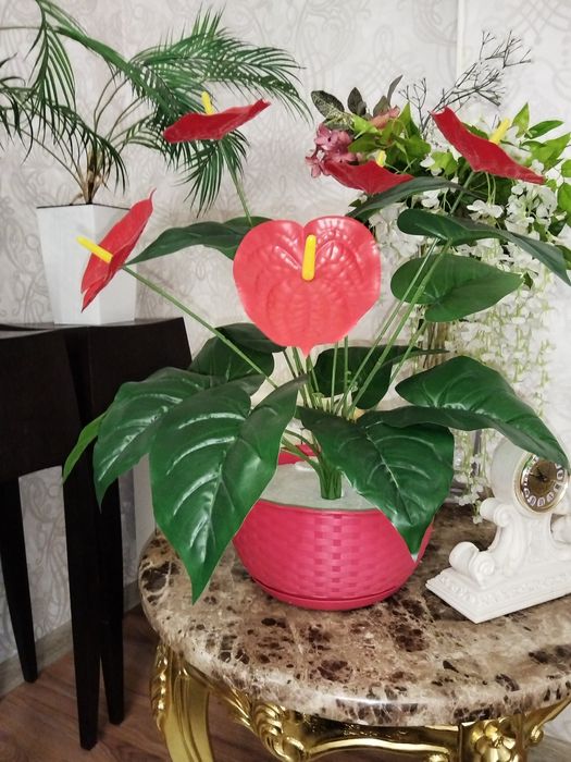 Пальмы 2 штуки, антуриум!