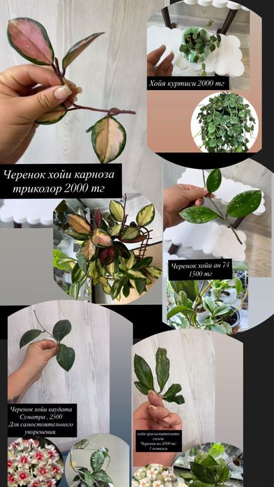 Продам домашние растения