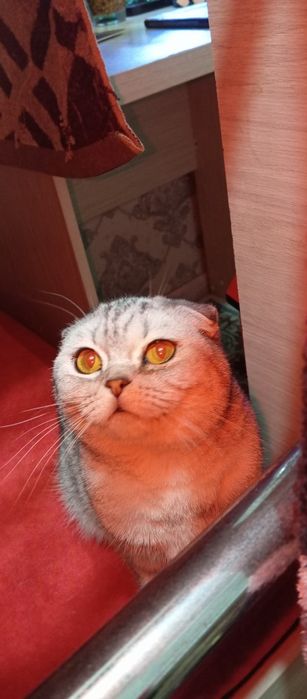 Шотландская вислоухая