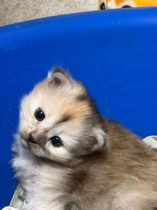 В добрые руки малышей