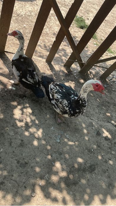 Vand ratoi care au peste 5 kg