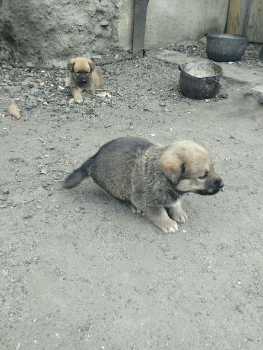 Отдам в хорошие руки.