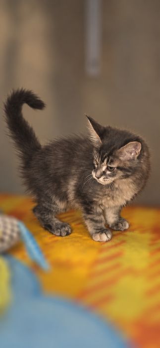 Котята мейн-кун — пушистые малыши