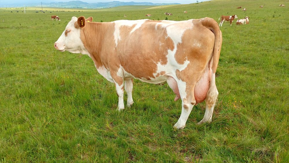 Vaca fătată recent